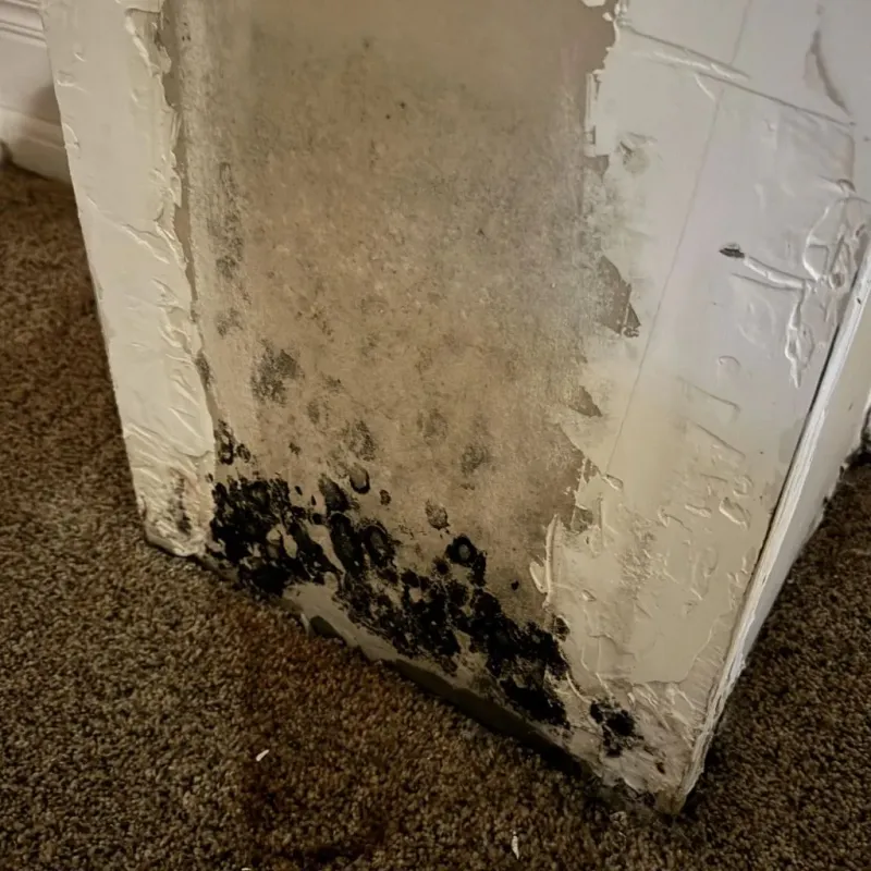 Professional Mold Removal in Mount Pleasant, IA